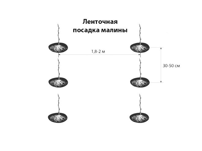 схема посадки малины на шпалере схема посадки малины на шпалере
