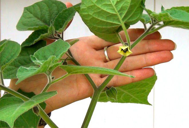 выращивание куста выращивание куста