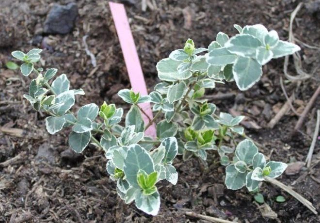 размножение бересклета крылатого размножение бересклета крылатого