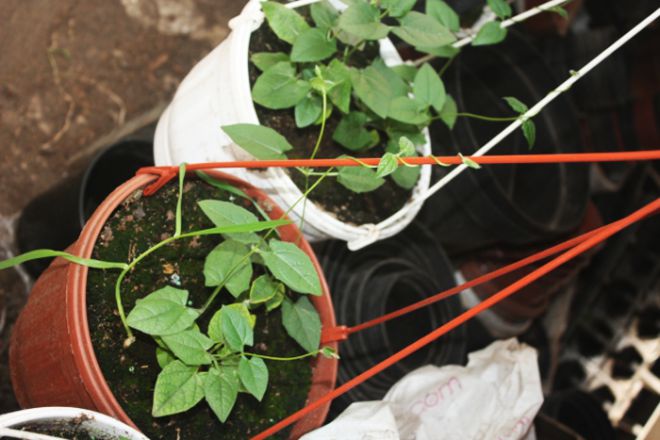 тунбергия уход в домашних условиях тунбергия уход в домашних условиях