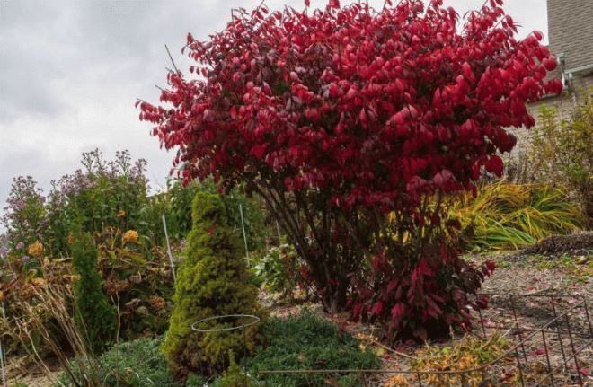 альпийская горка альпийская горка