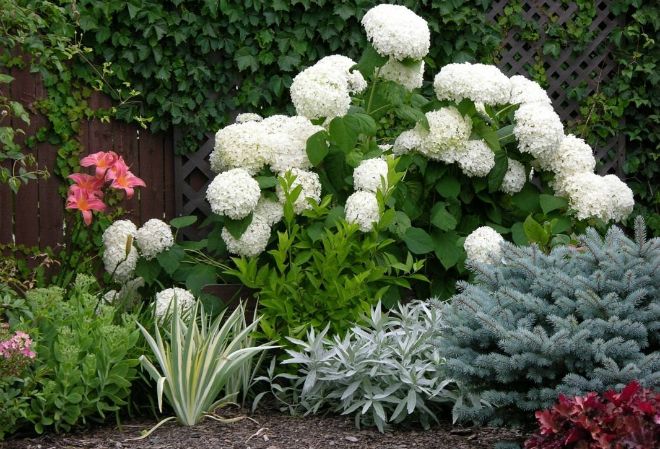 почему желтеют листья у гортензии древовидной почему желтеют листья у гортензии древовидной