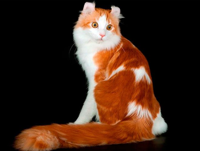 яркий рыжий яркий рыжий