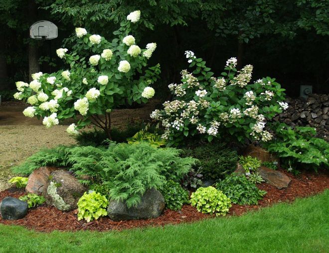 гортензия в ландшафте гортензия в ландшафте