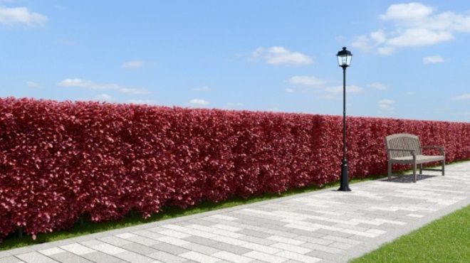 живая изгородь из бересклета крылатого живая изгородь из бересклета крылатого