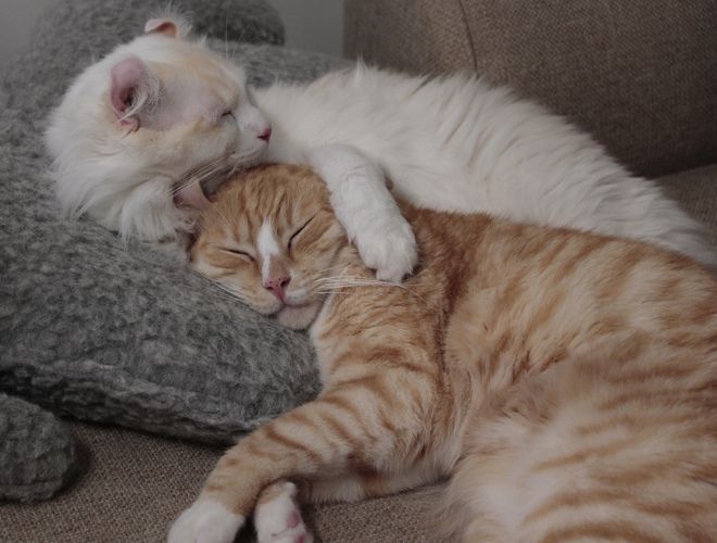 два керла два керла