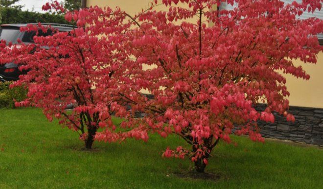 монопосадка с бересклетом крылатым монопосадка с бересклетом крылатым