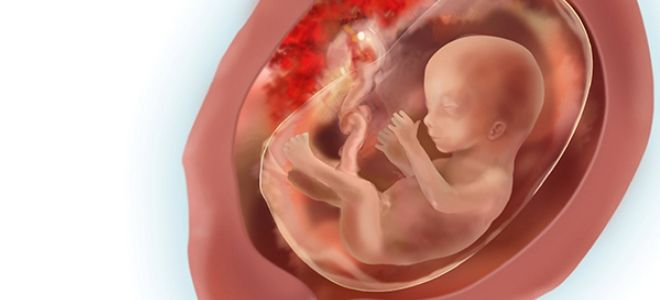 16 недель 16 недель