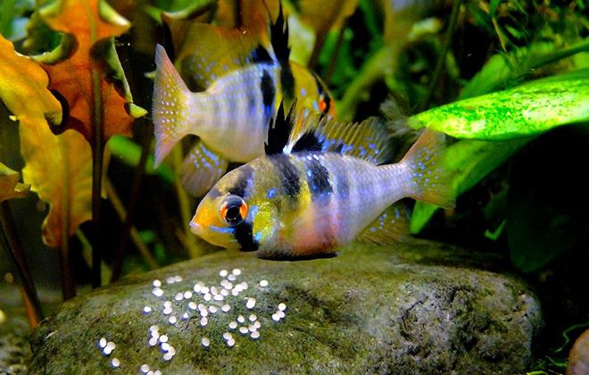 апистограмма описание апистограмма описание