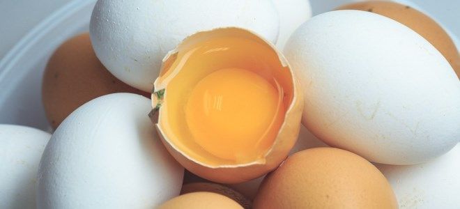 бактерия сальмонелла бактерия сальмонелла