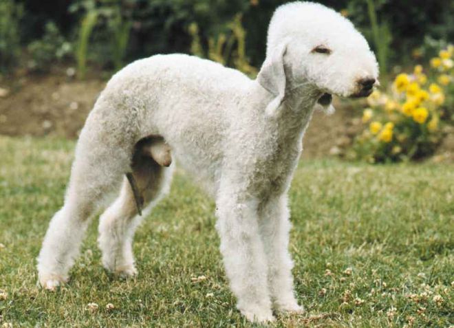 бедлингтон терьер описание породы бедлингтон терьер описание породы