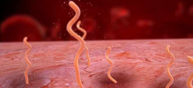 боррелиоз возбудитель боррелиоз возбудитель