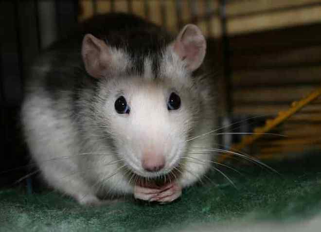 чем кормить беременную крысу чем кормить беременную крысу