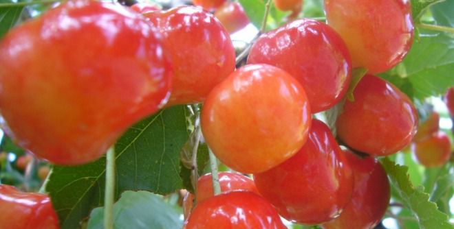 Черешня Фатеж описание сорта Черешня Фатеж описание сорта