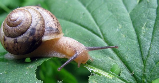 что едят улитки в природе что едят улитки в природе