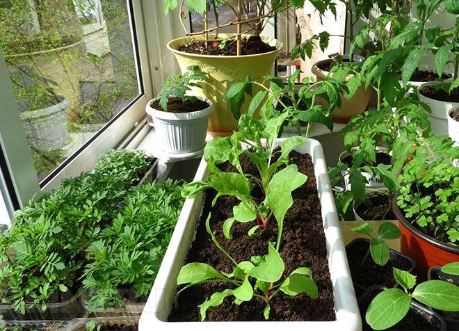 что представляет собой домашний огород на подоконнике что представляет собой домашний огород на подоконнике