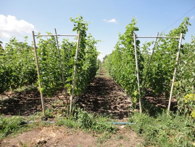 что такое шпалера для малины что такое шпалера для малины
