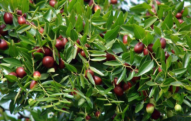 что такое зизифус что такое зизифус