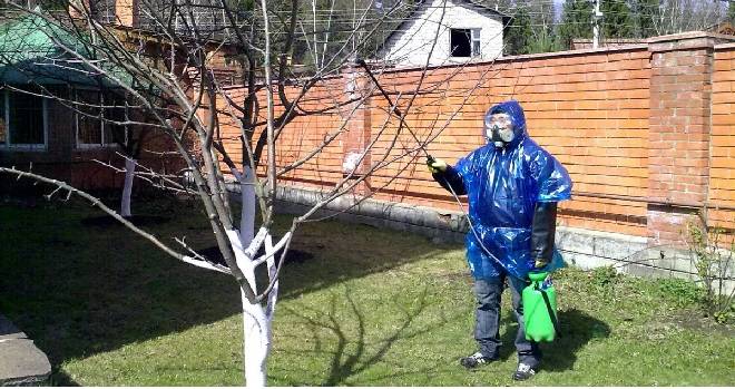 эффективные препараты от тли на плодовых деревьях эффективные препараты от тли на плодовых деревьях