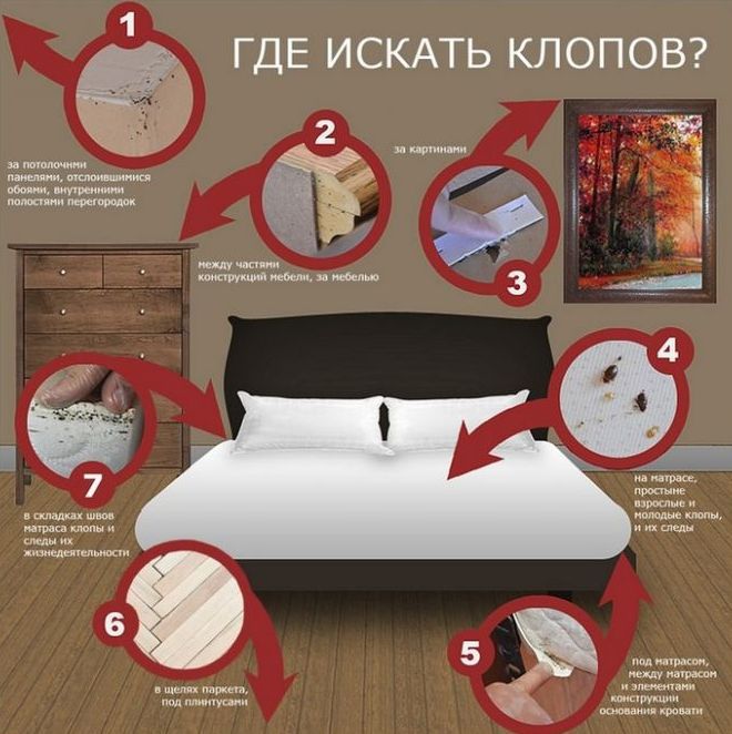 где водятся клопы где водятся клопы