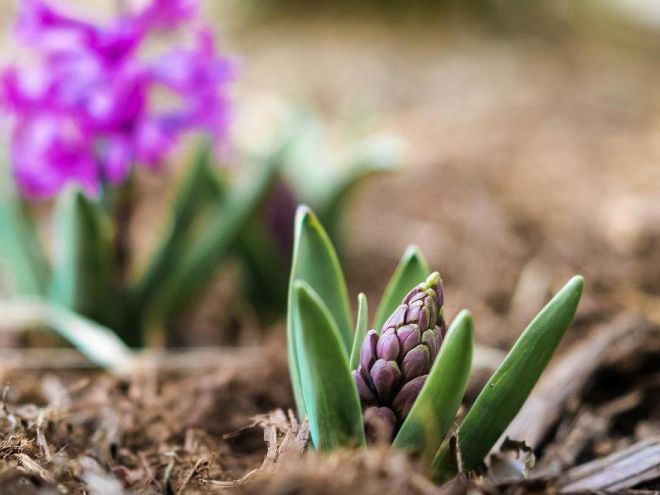 Гиацинт - высадка в открытый грунт Гиацинт - высадка в открытый грунт