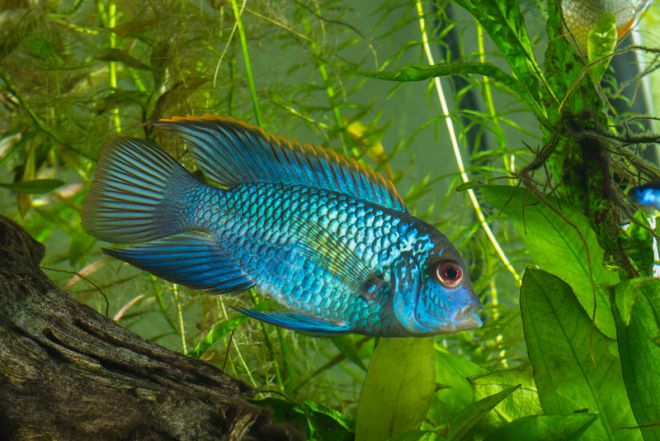 голубая акара описание голубая акара описание