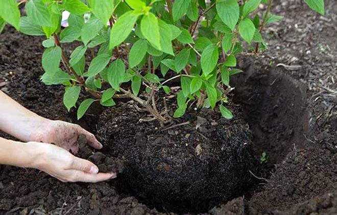 грунт для гортензии грунт для гортензии