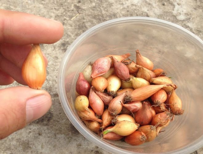 как подготовить лук севок к посадке как подготовить лук севок к посадке