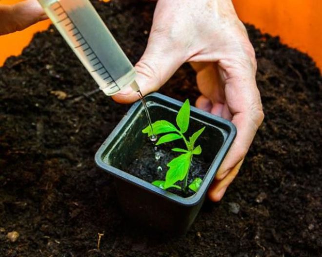 как поливать рассаду помидор как поливать рассаду помидор