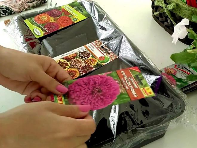 Как посадить цинию на рассаду Как посадить цинию на рассаду