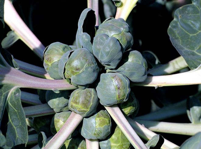 как выглядит как выглядит