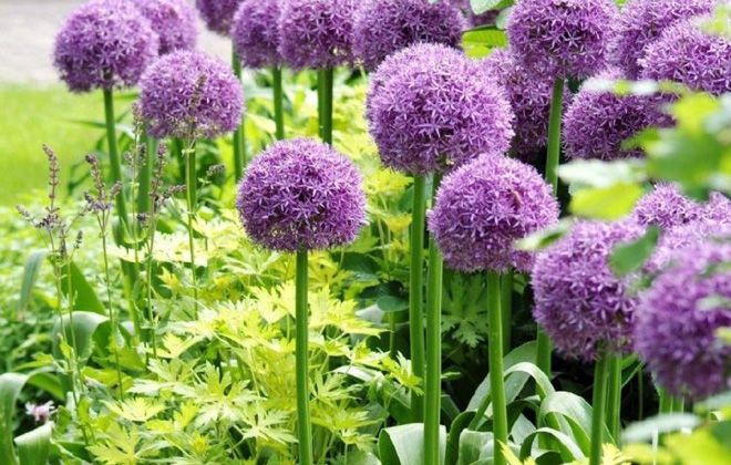 как выглядит лук слизун как выглядит лук слизун