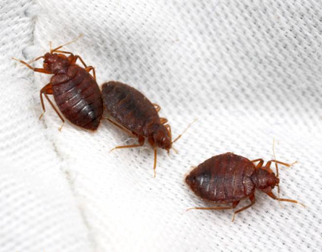 как выглядят постельные домашние клопы как выглядят постельные домашние клопы