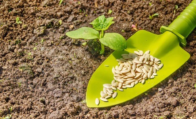 когда можно сеять огурцы когда можно сеять огурцы