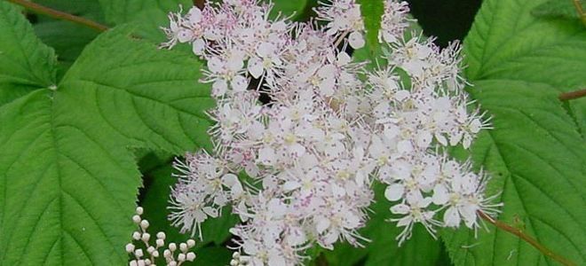 лабазник описание лабазник описание