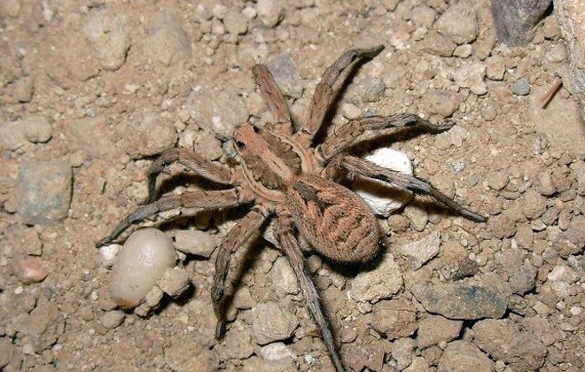 Lycosa tarantula Lycosa tarantula