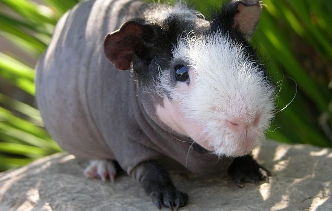 лысая морская свинка лысая морская свинка