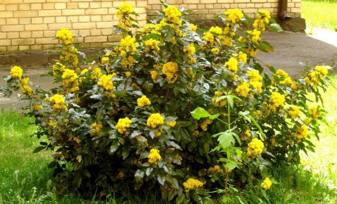 магония падуболистная описание магония падуболистная описание