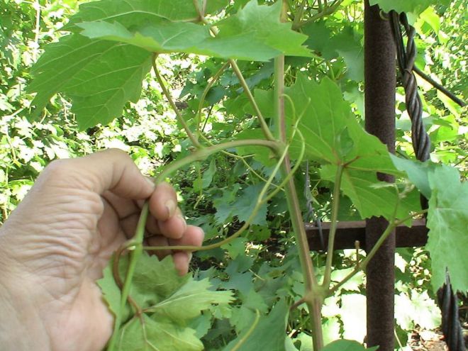 Можно ли обрезать виноград в июне Можно ли обрезать виноград в июне