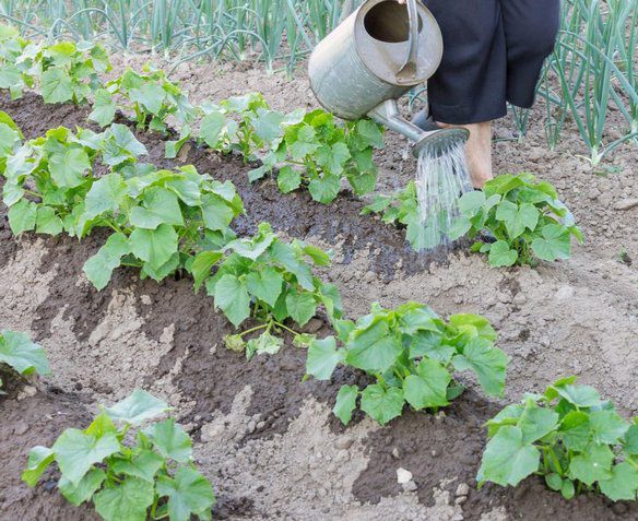 нашатырный спирт в огороде применение от вредителей нашатырный спирт в огороде применение от вредителей