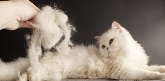 причины аллергии на кошек причины аллергии на кошек