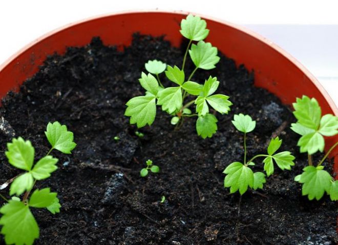 рассада клубники из семян рассада клубники из семян