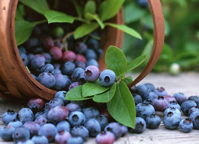 садовая голубика описание садовая голубика описание