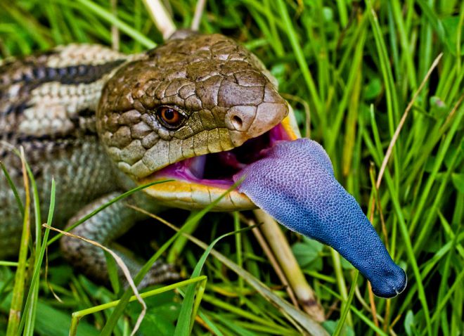 синеязыкий сцинк синеязыкий сцинк