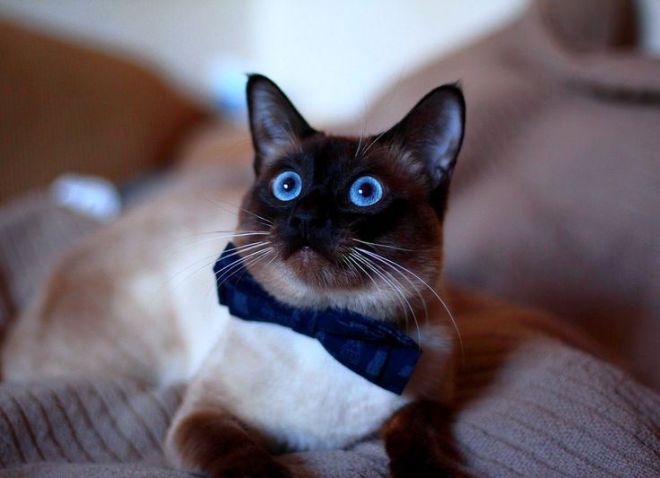 тайская кошка описание породы и характера тайская кошка описание породы и характера