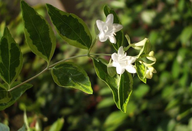 вариегатная вариегатная