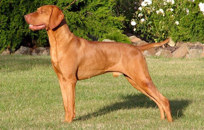 венгерская жесткошерстная выжла венгерская жесткошерстная выжла