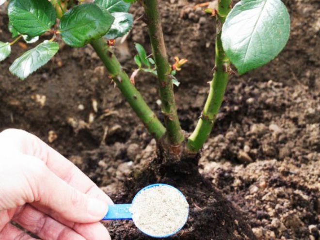 весенняя подкормка роз минеральными удобрениями весенняя подкормка роз минеральными удобрениями