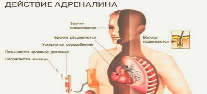 высокий адреналин в крови высокий адреналин в крови