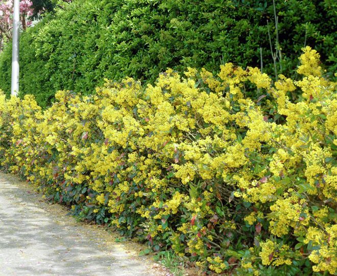 изгородь изгородь